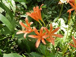 夏の野草 多摩丘陵で出会える植物たち 多摩丘陵へ行こう