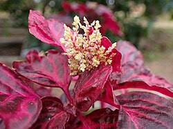 Image result for Iresine herbstii