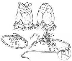 I used an hb pencil for shading/sketching and a b pencil for dark shading. How To Draw A Xenomorph Egg How To Images Collection