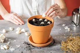 Jan 11, 2019 · best time to plant garlic garlic can be planted most of the year in warmer climates, but in cool climates the traditional planting time is october (zone 5). How To Grow Garlic Indoors And At Home General Info And Growing Guide Plants Spark Joy