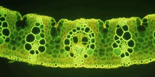 Image result for Anthephora pungens