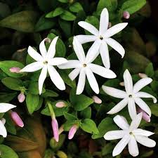 Image result for Jasminum multipartitum