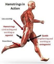 Symptoms Of A Torn Hamstring How To Treat It Hamstring Workout Bicep Muscle Hamstring Muscles