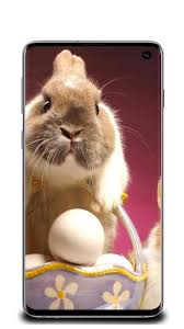 Before you start — download the app. Download Rabbit Wallpaper Free For Android Rabbit Wallpaper Apk Download Steprimo Com