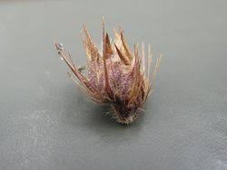 Image result for Cenchrus unisetus