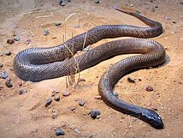 Certains serpents sont plus insaisissables que d'autres et peuvent se cacher sans être vus pendant des centaines d'années. Taipan Du Desert Wikipedia