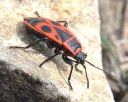 Wait a minute….maybe its not from north america. Pyrrhocoris Apterus Wikipedia