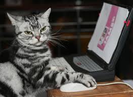 Image result for cats on computers
