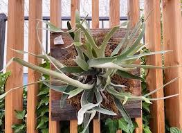 Image result for Platycerium