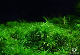 Image result for Syngonanthus angolensis