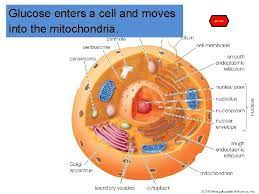 in this figure the structure of chloroplast. Energy Atp Photosynthesis And Cellular Respiration Energy Is