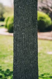 1000 Great Tree Trunk Photos Pexels Free Stock Photos Master the use of blurred imblurred background gives emphasis to your image's focal point. 1000 great tree trunk photos pexels
