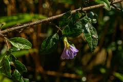 Image result for Sclerochiton hirsutus