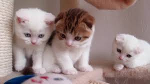 Favorite this post may 9 handsome 9 month old kitten White Kittens Youtube