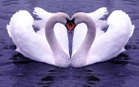 Image result for pure love images