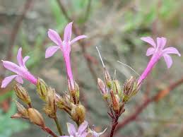 Image result for Polemoniaceae