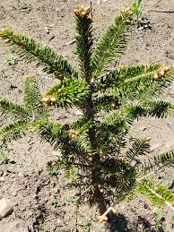 The opening scenes of candy cane lane are of magic of lights, a yearly event in ottawa. Spring Came To The Farm About A Month Candy Cane Christmas Tree Farm Facebook
