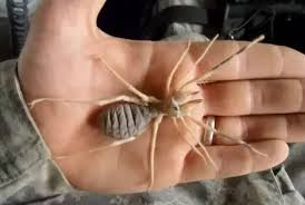 Camel spiders became an internet sensation during the iraq war of 2003, when rumors of their bloodthirsty nature began to circulate online. What Precautions Do Us Soldiers Have Regarding Getting Bitten By Camel Spiders In Afghanistan Quora
