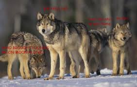 Moon Moon The History Of The Dumbest Dog Meme