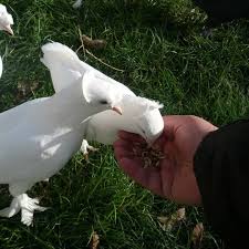 Takla Guvercin Guvercin Taklaci Konya Ankara Mardin Urfa Musul Kirkuk Kirikkale Sivas Istanbul Pigeon Tauben Emege Say Animals Release Dove Bird