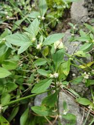 Image result for Alternanthera sessilis