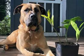 We did not find results for: German Shepherd Mastiff Mix Mastiff Shepherd Breed Facts Allshepherd
