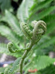 Image result for Ctenitis