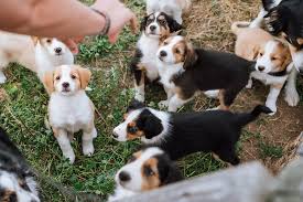 English shepherd puppies & dogs for sale/adoption. Rhythms And Disruptions English Shepherd Puppies At Small Acre Farm Fort Collins Co Small Acre Farm