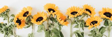 Blue roses don't exist naturally, but that doesn't mean you can't find them. 16 Sunflower Facts That Are So Sweet Proflowers Blog