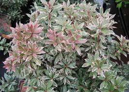 Image result for Pieris japonský obrázek