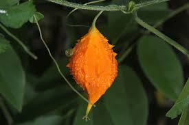 Image result for Momordica charantia