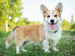 The Pembroke Welsh Corgi: A ...