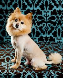 Bobo Dogs And Kids Pomeranian Puppy Puppies