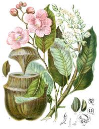 Image result for Lecythidaceae
