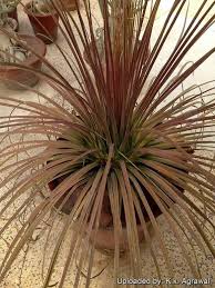 Image result for Fuirena stricta