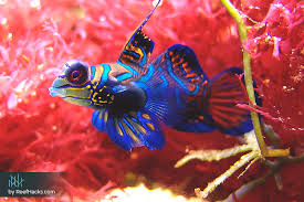Goby fish originate in brackish water environments around the world. 10 Tips The Ultimate Mandarin Goby Fish Care Manual With Photos