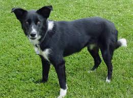 Black And White Collie Mix Black German Shepherd Border Collie Mix Google Search Black German Shepherd Black German Shepherd Dog Black German Shepherd Puppies