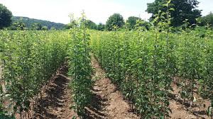 Grow your own farm tested fruits, perfect for snacking, jams and jellies, and baking! Fruit Tree Nursery Serbia Home Facebook