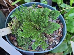 Image result for Phyllanthus microdendron