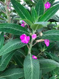 Image result for Impatiens keilii