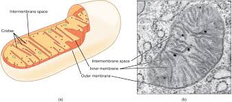 Where does cellular respiration take place? The Cytoplasm And Cellular Organelles Anatomy And Physiology I