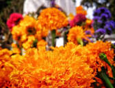 Estas ocho flores son muy representativas de México - Matador Español