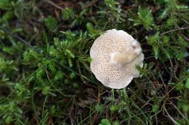 Image result for Dentinum repandum