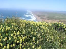 Ordering flowers online is easy with our website and our flower shop prides itself in creating gorgeous floral arrangements using only the freshest flowers sourced from the best flower growers in the world. The Best Bay Area Wildflower Hikes For Any Time Of The Year