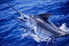 Pin By Robert Shawver On Sport Fishing Fish Marlin Blue Marlin