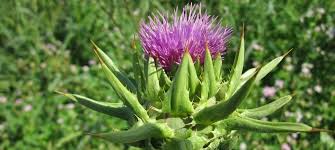 فوائد الهندباء dandelion كثيرة و متعددة للجسم و خاصة في عملية تذويب حصوات الكلى و تعالج بعض الأمراض الجلدية و مدر جيد للبول إضافة إلى التخسيس وإنقاص الوزن. Ø§Ø®ØªØ¨Ø§Ø± ÙˆÙ…Ù‚Ø§Ø±Ù†Ø© ÙƒØ¨Ø³ÙˆÙ„Ø© Ø´ÙˆÙƒ Ø§Ù„Ø­Ù„ÙŠØ¨ 2021 Ø§Ù„ÙØ§Ø¦Ø² ÙÙŠ Ø§Ù„Ø§Ø®ØªØ¨Ø§Ø± Ø´Ø±Ø§Ø¡ Ø±Ø®ÙŠØµØ©test Vergleiche Com Ù‚Ø§Ø±Ù† Ø¨ÙŠÙ† Ø§Ù„ÙØ§Ø¦Ø²ÙŠÙ† ÙÙŠ Ø§Ù„Ø§Ø®ØªØ¨Ø§Ø± Ø§Ø®ØªØ¨Ø± Ø§Ù„Ø¹Ø±ÙˆØ¶ Ø§Ù„Ø£ÙƒØ«Ø± Ù…Ø¨ÙŠØ¹ Ø§ ÙˆÙ‚Ø§Ø±Ù† Ø¨ÙŠÙ†Ù‡Ø§ Ø§Ø´ØªØ± Ø§Ù„Ù…Ù†ØªØ¬ 2020 Ø¨Ø£Ø³Ø¹Ø§Ø± Ù…Ù†Ø®ÙØ¶Ø©