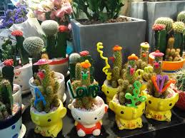 I usually buy the ones that are already cleaned (no thorns) and cut. The Cactus Its Origin Characteristics And Care The Types Of Cactus