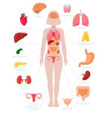Users that searched for picture of internal organs. Female Human Internal Organs Vector Images Over 2 200