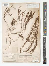 Image result for Anthospermum vallicola