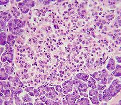 We did not find results for: Histology A Guide For Medical Studies Online Medical Library